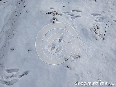 Footprints of paws of the European hare or brown hare (Lepus europaeus) on ground covered with snow in winter Stock Photo