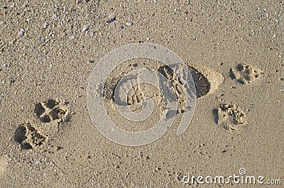Footprints in the sand from the footsteps of man and dog Stock Photo