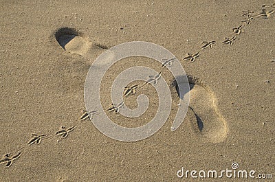 Footprints in the sand from the footsteps of a man and pigeon close Stock Photo