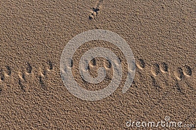 Footprints on the sand left by a camel Stock Photo