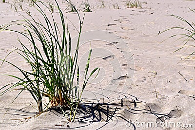 Footprints in the sane Stock Photo