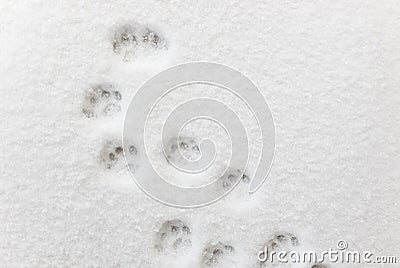 Ð¡at footprints in the snow Stock Photo