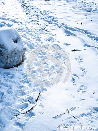 footprints in snow on path in twilight in winter Stock Photo