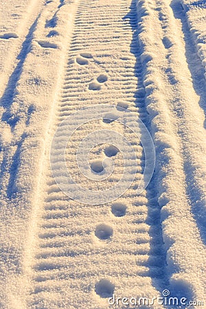 Footprints in the snow on a snowmobile and little animals Stock Photo