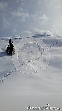 Footprints, snow and solitary tree Stock Photo