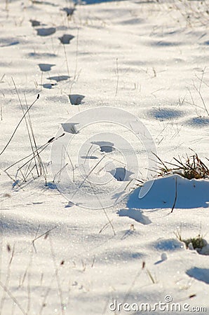 Footprints in the snow. Stock Photo