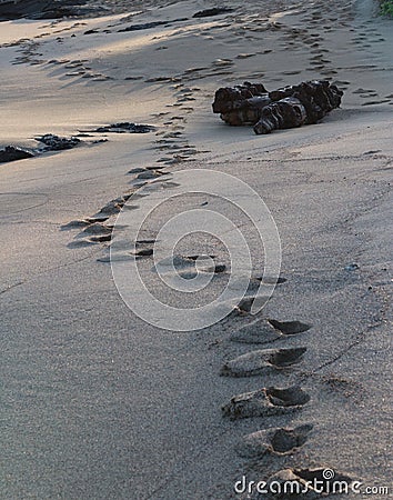 Footprints strewn along a Hawaiian beach. Stock Photo