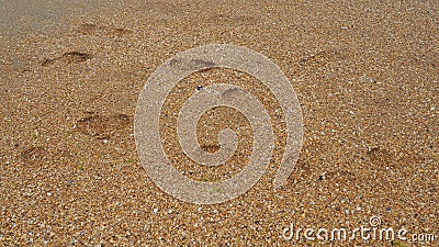 Footprints at sunset with golden sand. Sandy wet beach and footsteps. Healing coarse quartz sand with shells. Vityazevo Stock Photo