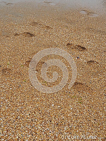 Footprints at sunset with golden sand. Sandy wet beach and footsteps. Healing coarse quartz sand with shells. Vityazevo Stock Photo