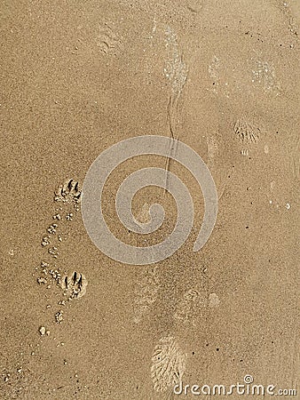Footprints in wet sand Stock Photo