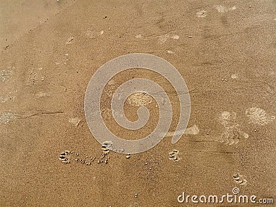 Footprints in wet sand Stock Photo