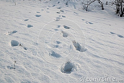 Footprints on the winter carpet , on the white snow, on the layer of frozen crystal Stock Photo