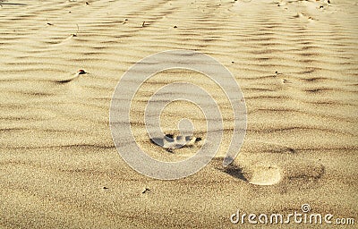 A footstep on the sand Stock Photo