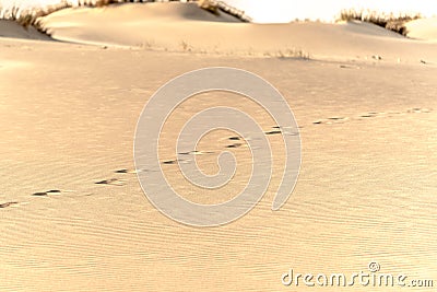 Footsteps on the sand in a desert dunes Stock Photo