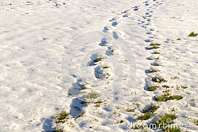 Footsteps on the snow and fresh grass. Stock Photo