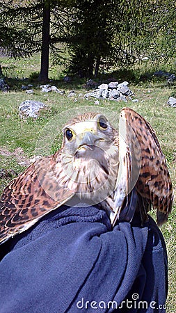 Foppolo, on the Orobie Alps during an excursion help a wounded small red falcon, then delivered to the Forestry corps for the nece Stock Photo