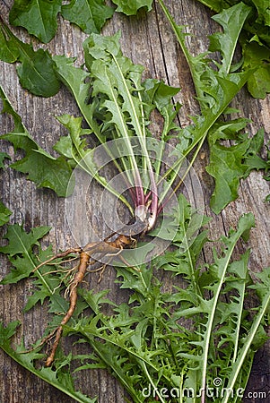 Forage edible dandelions (Taraxacum officinale) greens Stock Photo