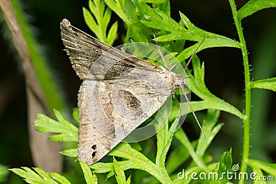 Forage Looper Moth - Caenurgina erechtea Stock Photo