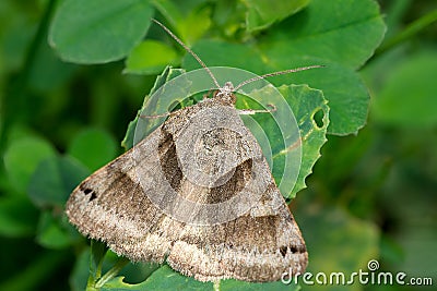 Forage Looper Moth - Caenurgina erechtea Stock Photo