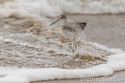 Foraging along the wet sand shoreline Stock Photo