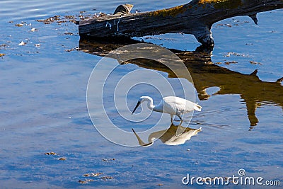 Foraging and mirroring little Egret, Le Teich Bird Reserve, France Stock Photo