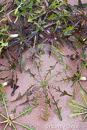Foraging. Wild chicory (Cichorium intybus), edible plant. Stock Photo