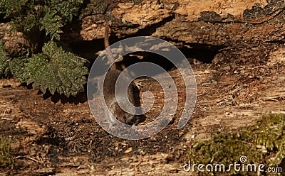 A foraging wild Pygmy Shrew Sorex minutus. Stock Photo