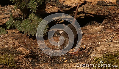 A foraging wild Pygmy Shrew Sorex minutus. Stock Photo