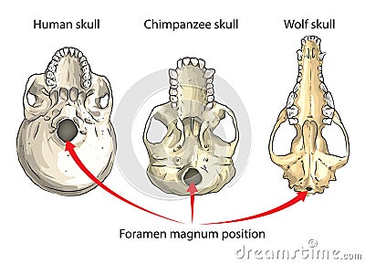 Foramen magnum Vector Illustration