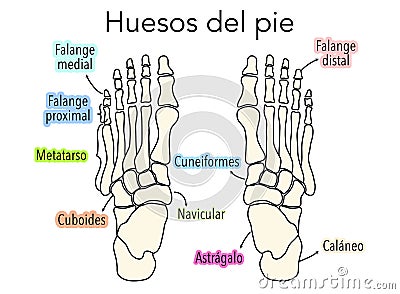 Diagram or infographic of the bones that make up a foot from an aerial view with names Vector Illustration