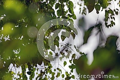 Foreground and background bokeh, white spherical bokeh, light green spherical bokeh Stock Photo