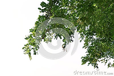 Foreground of lush trees isolated on white background Stock Photo