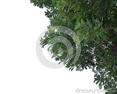 Foreground of lush trees isolated on white background Stock Photo