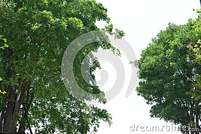 Foreground of lush trees isolated on white background Stock Photo