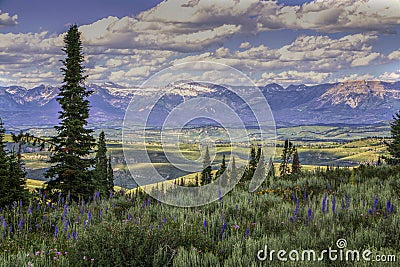 Foreground Wyoming Wildflowers and Sawtooth Mountains Stock Photo