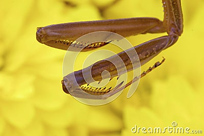 Chinese Mantid Legs Closeup 702197 Stock Photo