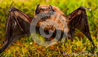 Forelimbs adapted as wings. Mammals naturally capable of true and sustained flight. Bat emit ultrasonic sound to produce Stock Photo