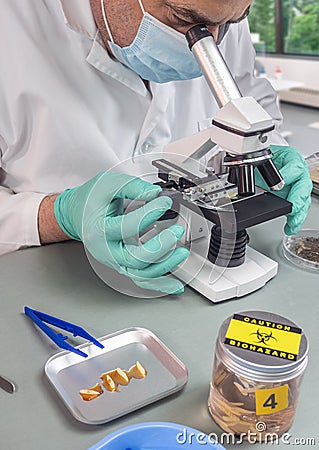 Forensic scientist analyses larvae from a cadaver in a murder case in crime lab Stock Photo