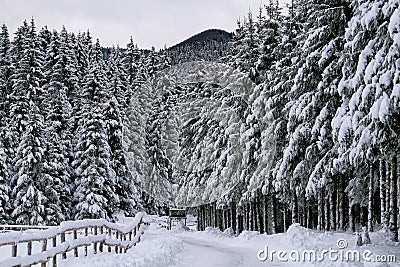 Foreshortening of the snow-covered plateau Cansigl Stock Photo