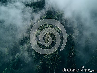 spruce forest from above in covered clouds Stock Photo