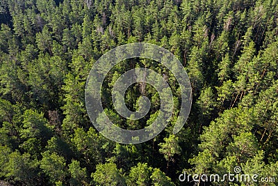 Forest aerial view. Pine trees in forest shot from drone Stock Photo