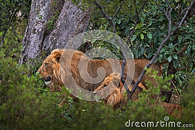 Forest African lion in the nature habitat, green trees, Okavango delta, Botswana in Africa. Two lion in ther green vegetation Stock Photo