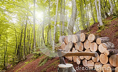 Forest alder and hornbeam trees. Log trunks pile with hatchet for chopping wood logs in front of timber Stock Photo