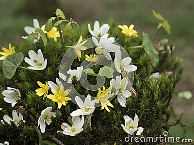 Forest anemone, white flower. Spring scenery with variable light. Stock Photo