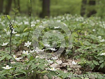 Forest anemone, white flower. Spring scenery with variable light. Stock Photo