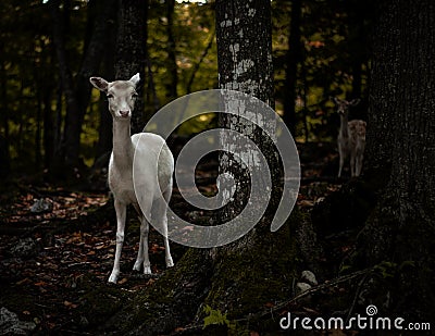 Forest animals portrait Stock Photo