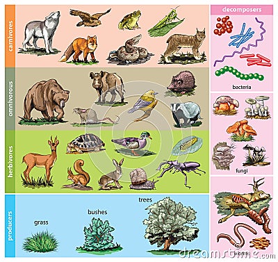 Forest animals Vector Illustration