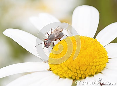 Forest ant Stock Photo
