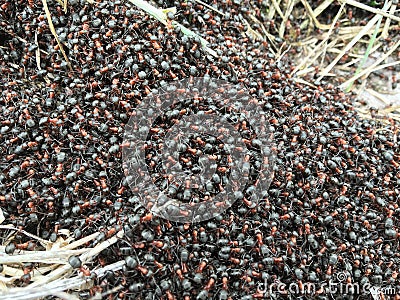 Forest ants - Formica rufa L., at the beginning of spring on the edge of the forest. Stock Photo