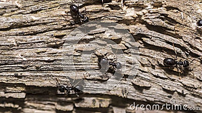 Black ants of the species - stump edifice (Camponotus vagus), on a dry stump. Stock Photo